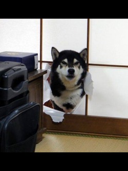 華金