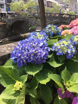 紫陽花の季節