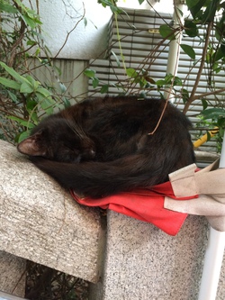 熟睡