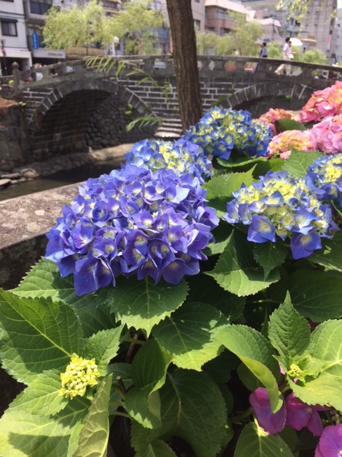 紫陽花祭り