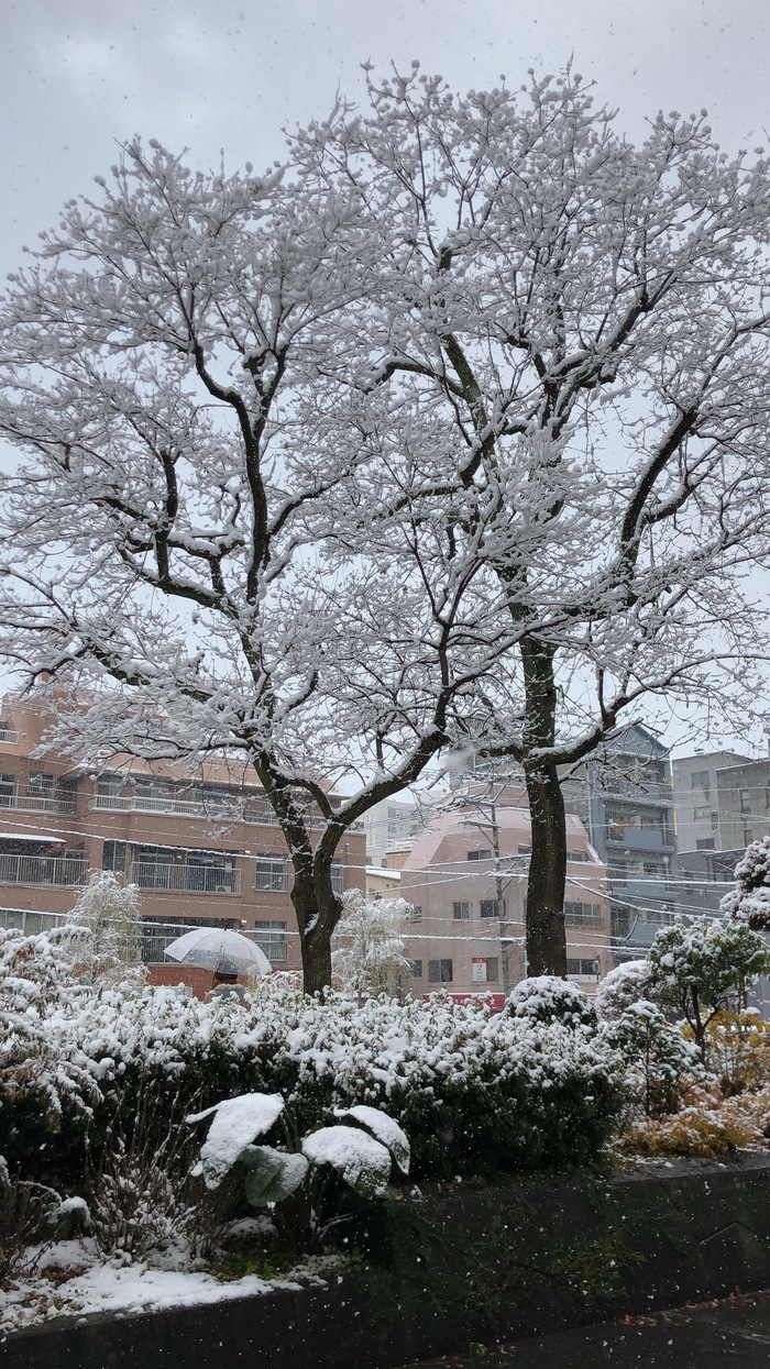 雪化粧