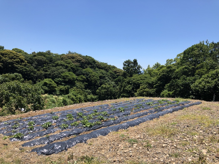 芋植え